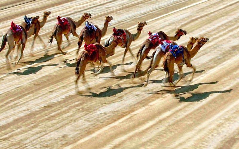 image of Dubai Camel Racing Season 2014-2015 Dubai